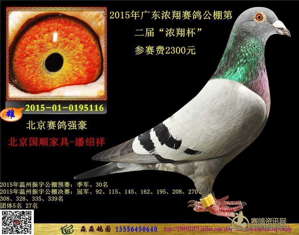 2015年广东浓翔赛鸽公棚灰黄眼雄鸽北京赛鸽强豪北京国顺家具一潘绍祥