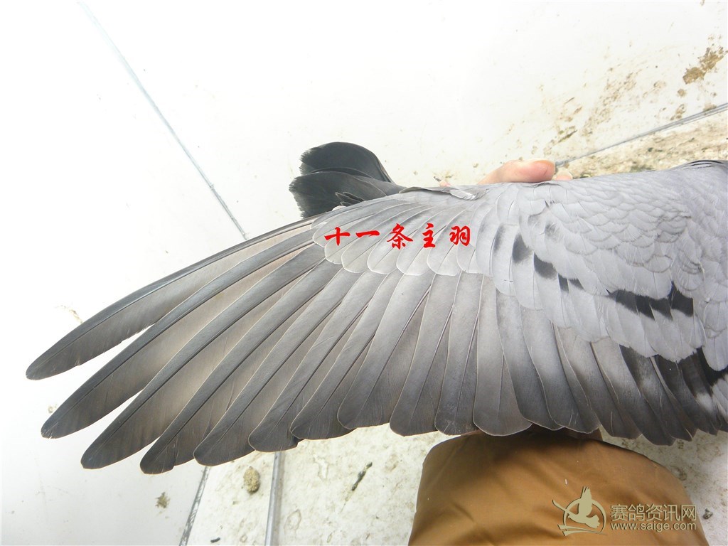 精品福建种鸽.霸气十足.十一条主羽_赛鸽资讯