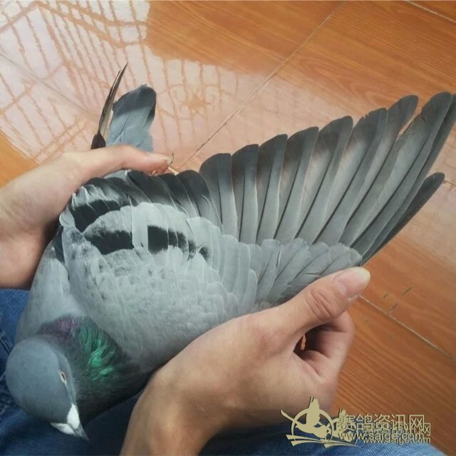 出售杨迪汉血统鸽--非诚不扰_赛鸽资讯网商城