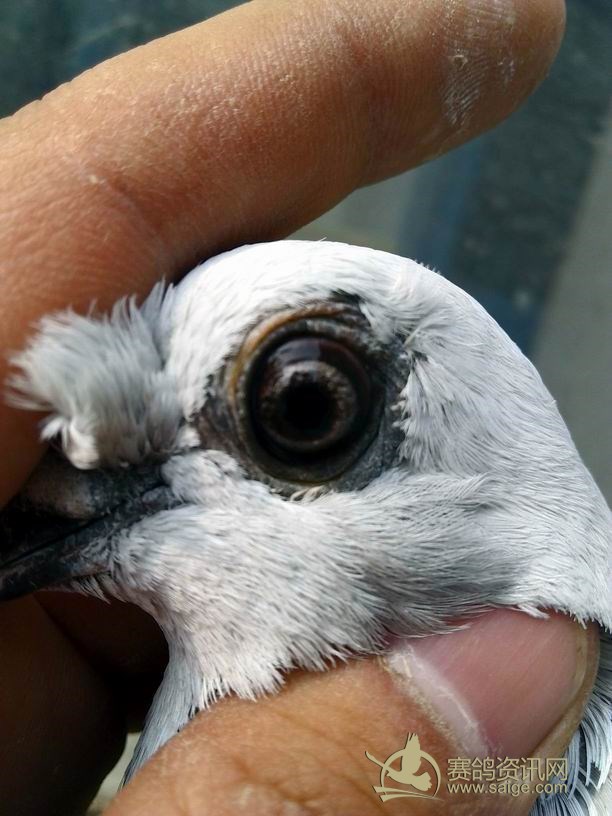 飞来的一只:好像是古代赛鸽银灰红血蓝_赛鸽资