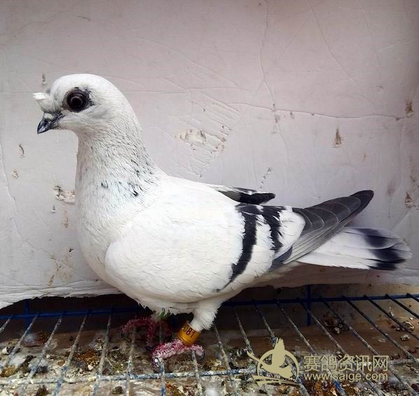 飞来的一只:好像是古代赛鸽银灰红血蓝_赛鸽资