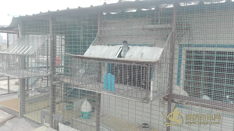 怀特赛鸽俱乐部620公里前十名以及各项指定验棚图
