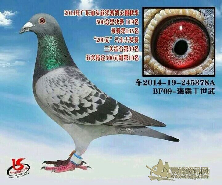 信鸽信息网查询方法 fac4c0cf-0dd7-4a32-baf0-603c900f93bd.jpg