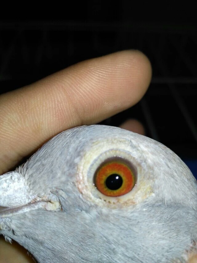 最新上传!2015贵屿秋222798+2015谷饶冬990