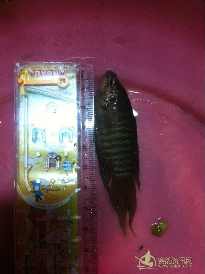 广东斗鱼(俗称沙鳗),可观赏可博斗。需要者联系