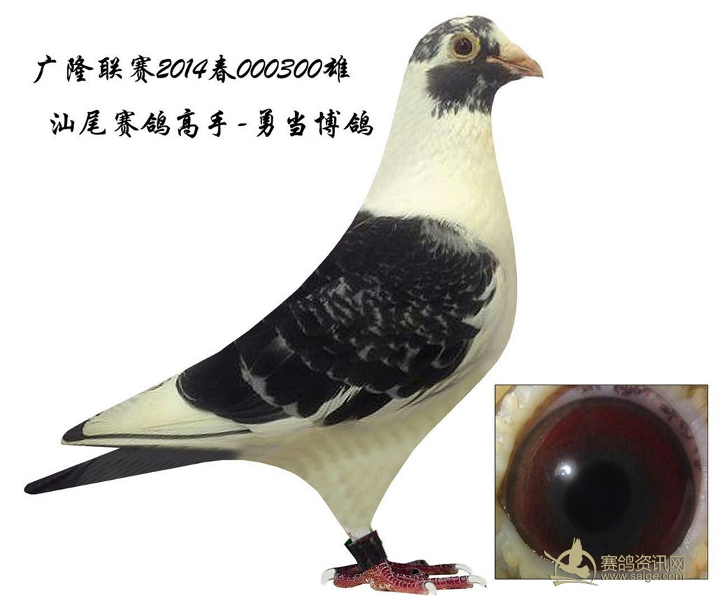 汕尾强豪-勇当博鸽,漂亮蝴蝶花.实鸽非常漂亮.