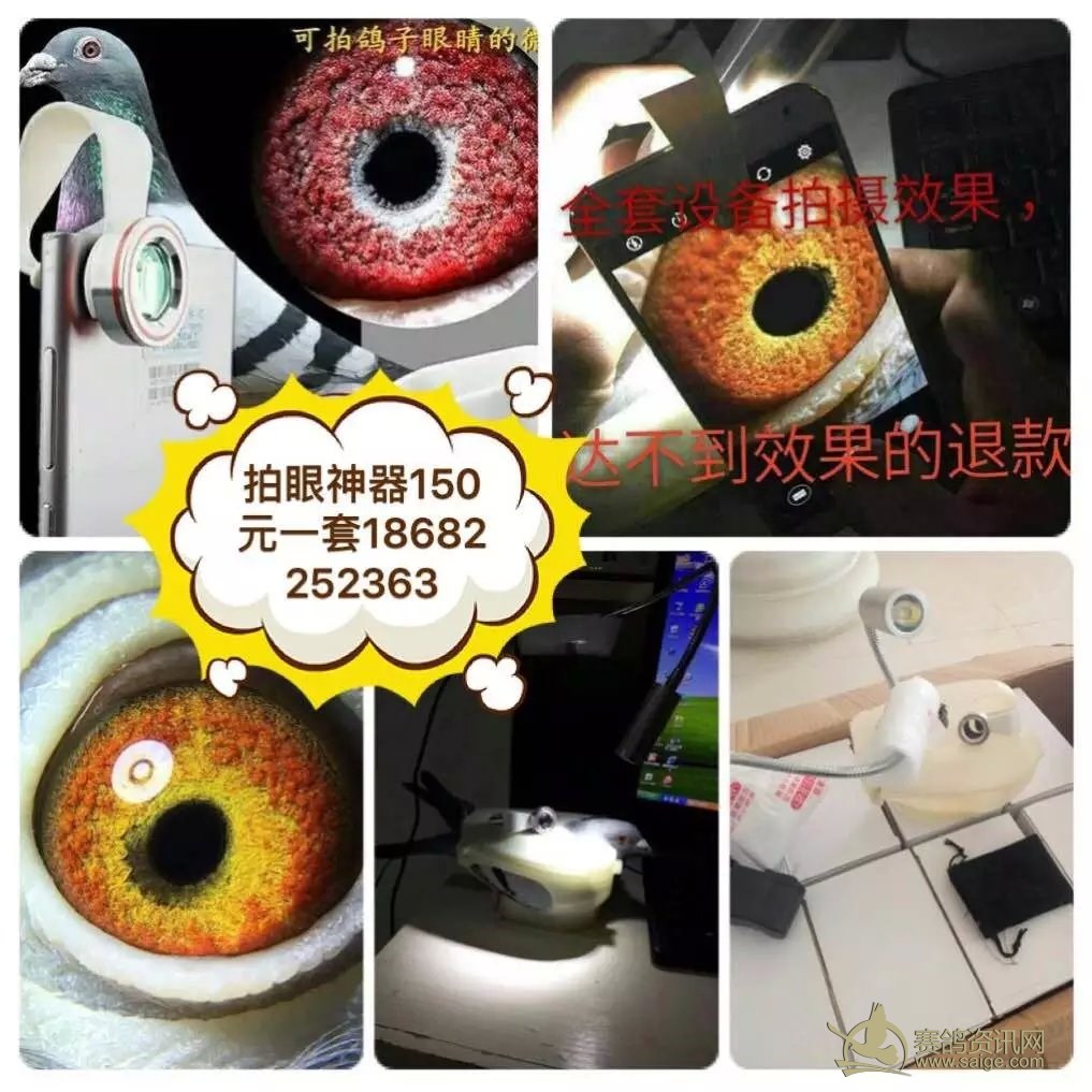 拍鸽眼的神器 鼎峰鸽店微信电话同步:15692085215