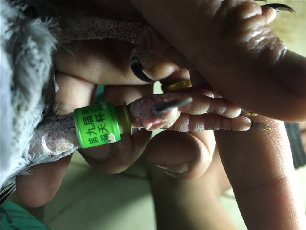 孔抖动频率特高 ,上手毛质紧凑,骨架硬耻骨紧;查