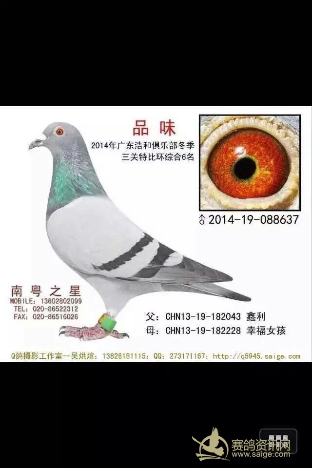 微信群拍卖的鸽名家罗剑星成绩鸽喜欢加我微信