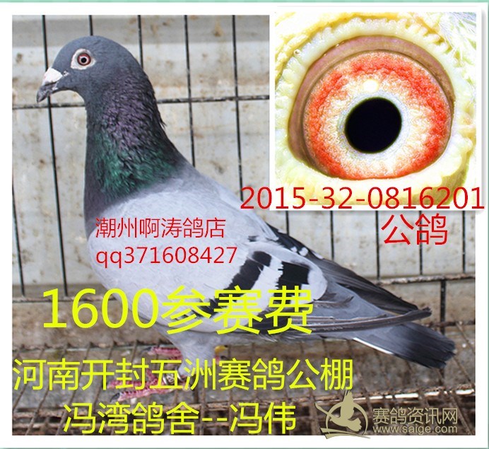河南开封五洲赛鸽公棚1600参赛费---鸽主冯湾