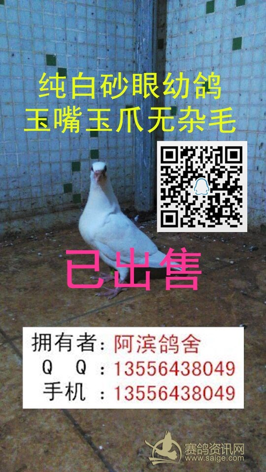 已出售纯白砂眼幼鸽玉嘴玉爪无杂毛