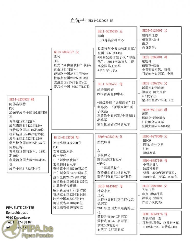 2016 波治 (一) 比利时成鸽组及一岁鸽组全国冠军赏析