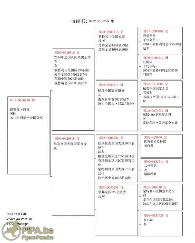 2016 利蒙治 (一) 比利时成鸽组全国冠军赏析