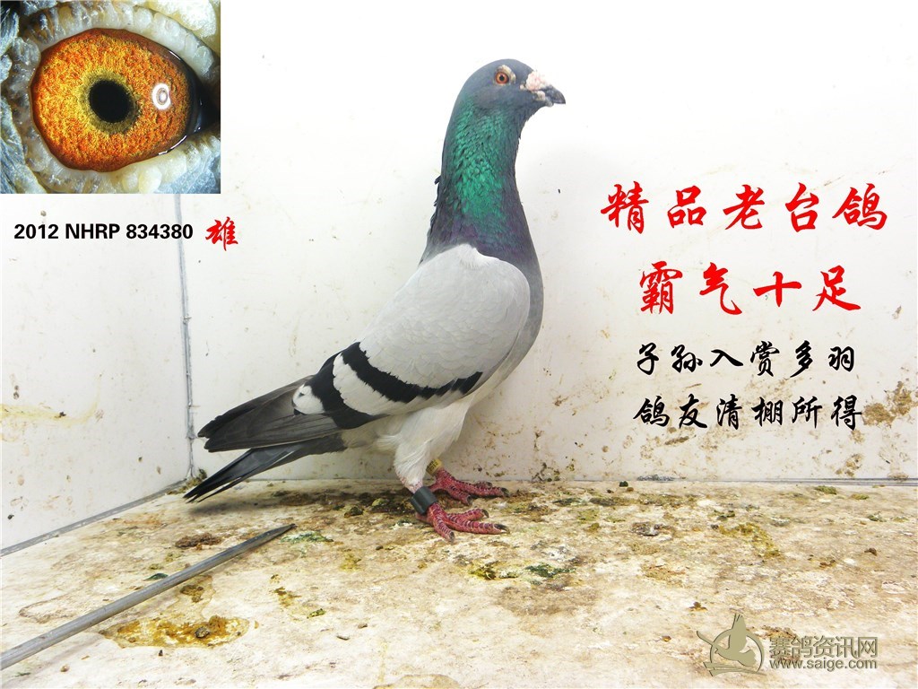 精品老台鸽.霸气十足种鸽