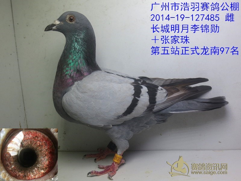 浩羽公棚.长城明月李锦勋