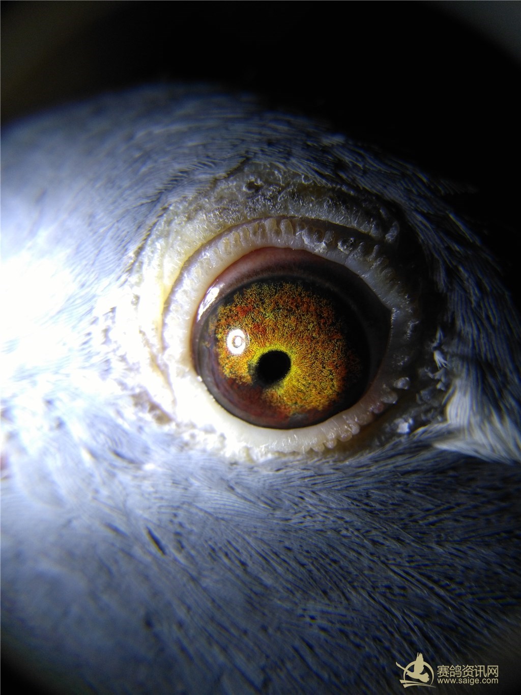 最新上传!2016平潭信鸽协会夏季南线600公里