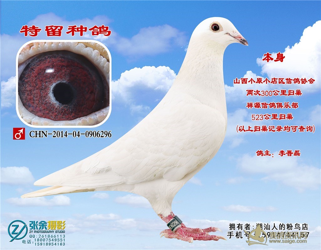 山西名家李晋磊300500公里归巢已售