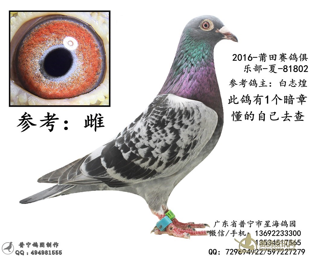 出售一羽2016年莆田赛鸽俱乐部夏-雌 有暗章 谢谢关注