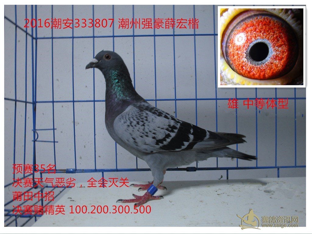 最新上传!2016潮安夏季333807,潮州强豪薛宏