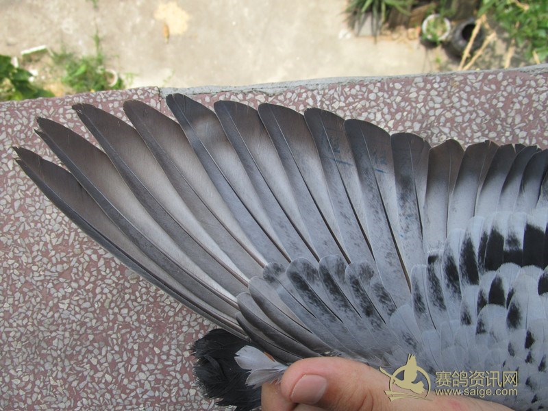 最新上传!2016潮安夏季333807,潮州强豪薛宏