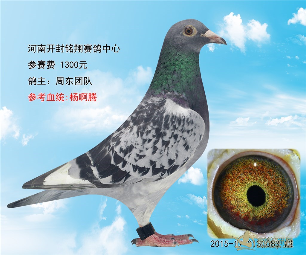 周东团队送河南开封铭翔赛鸽中心,参赛费 130