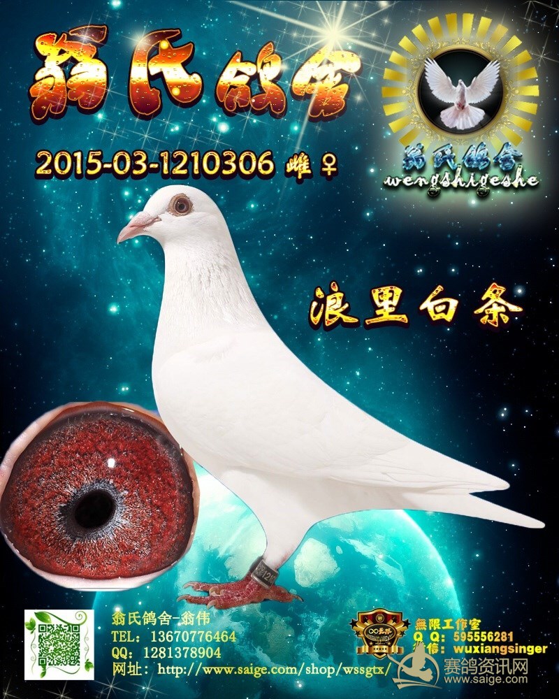 己售 漂亮纯白沙眼种母 关注 qq1281378904
