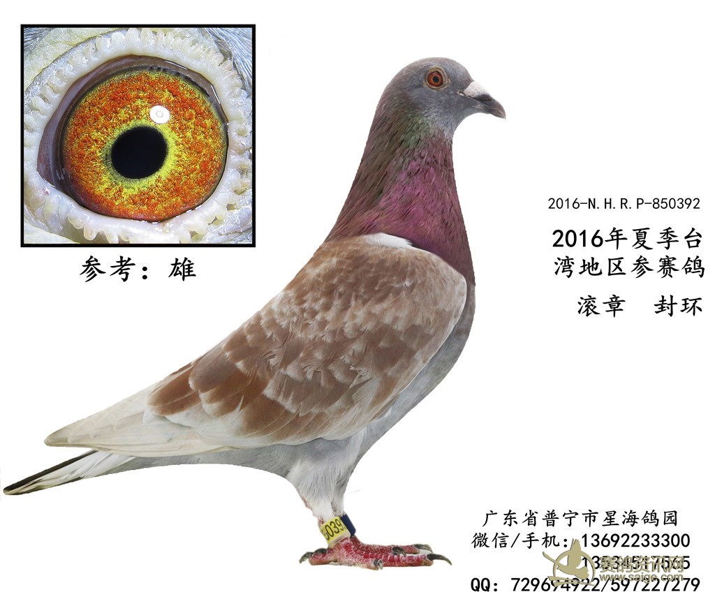 出售一羽2016年夏季2关红雨点台鸽-雄 谢谢关注!(已售出)
