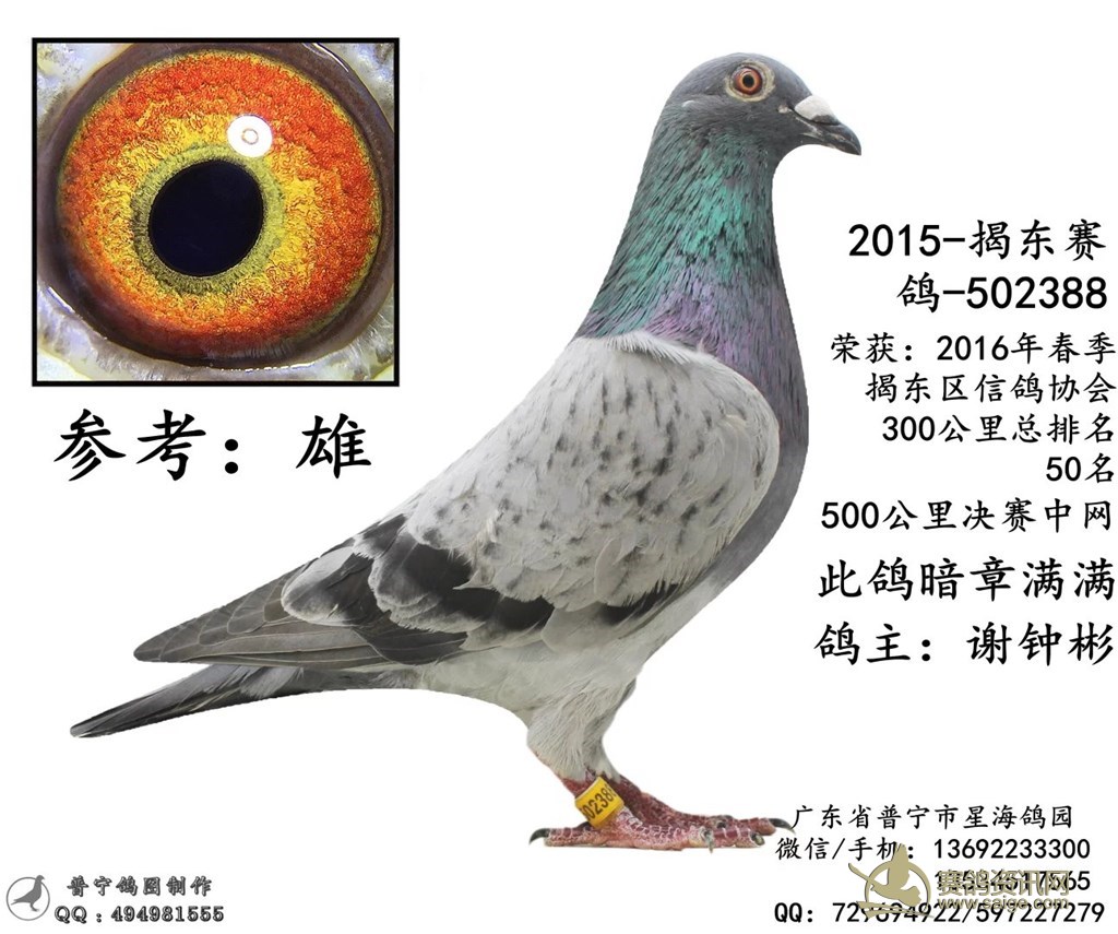 出售成绩鸽一大批 谢谢关注(部分已售出)