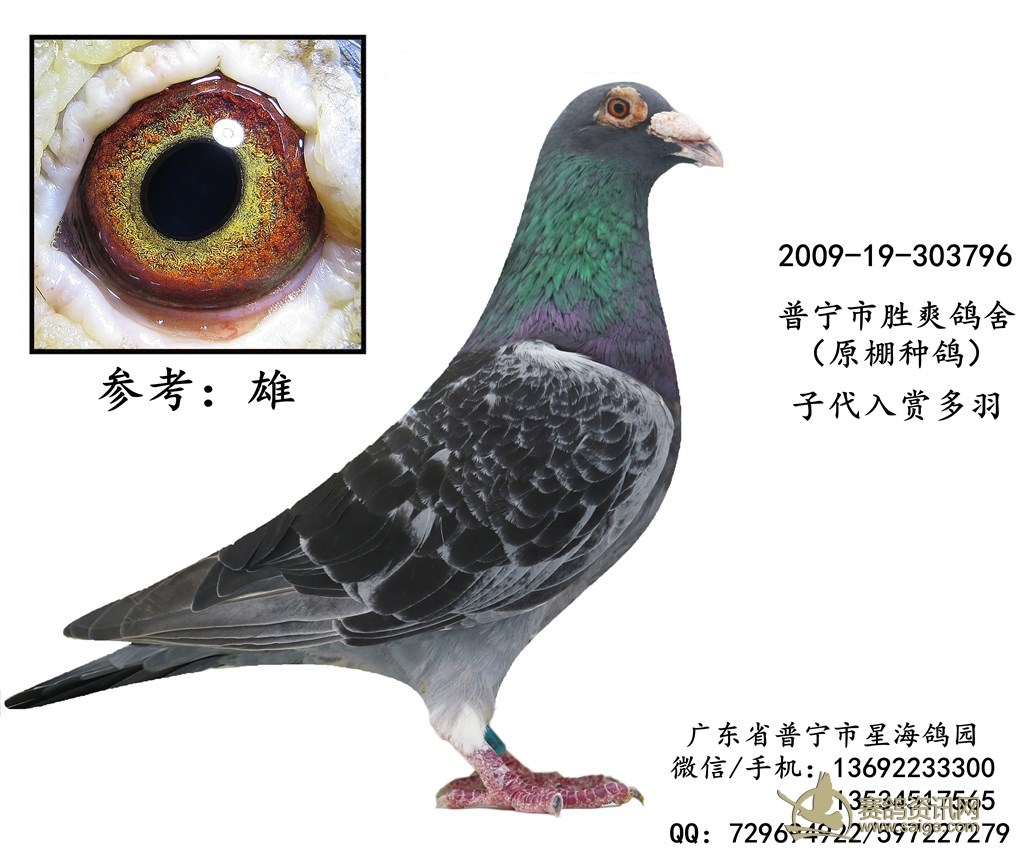 出售一羽2009年超级种鸽雄谢谢关注已售出