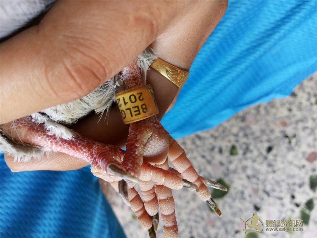 普宁《飞翔鸽店》2012年比利时母鸽、万里挑蝴蝶兰花种生还是根生图片