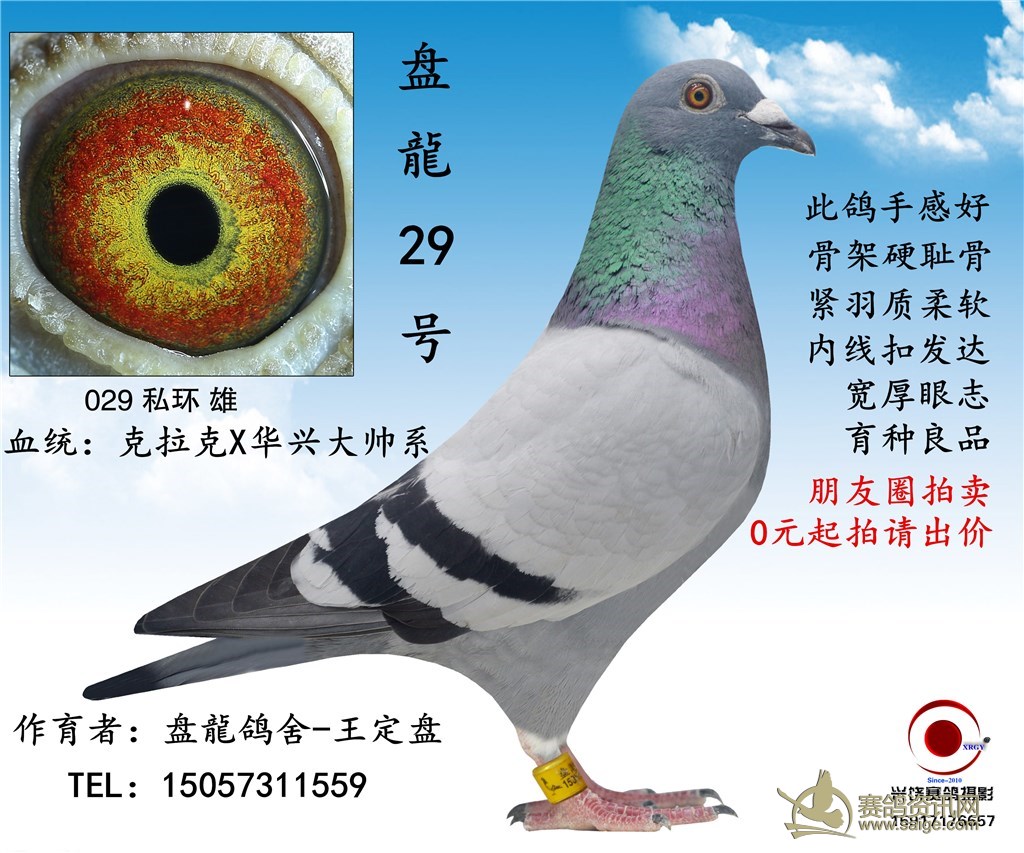 浙江盘龙鸽舍种鸽私环028号已售