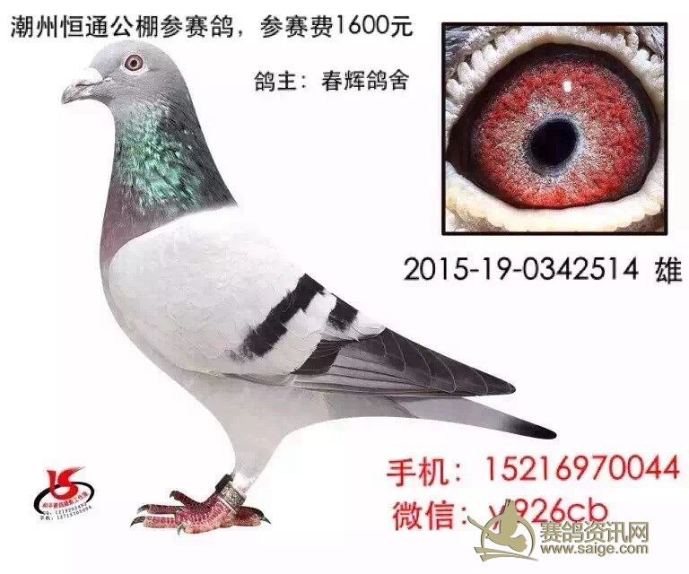 恒通公棚参赛鸽,汕头名家方维恭,林波尔系种雌,三羽打包500块