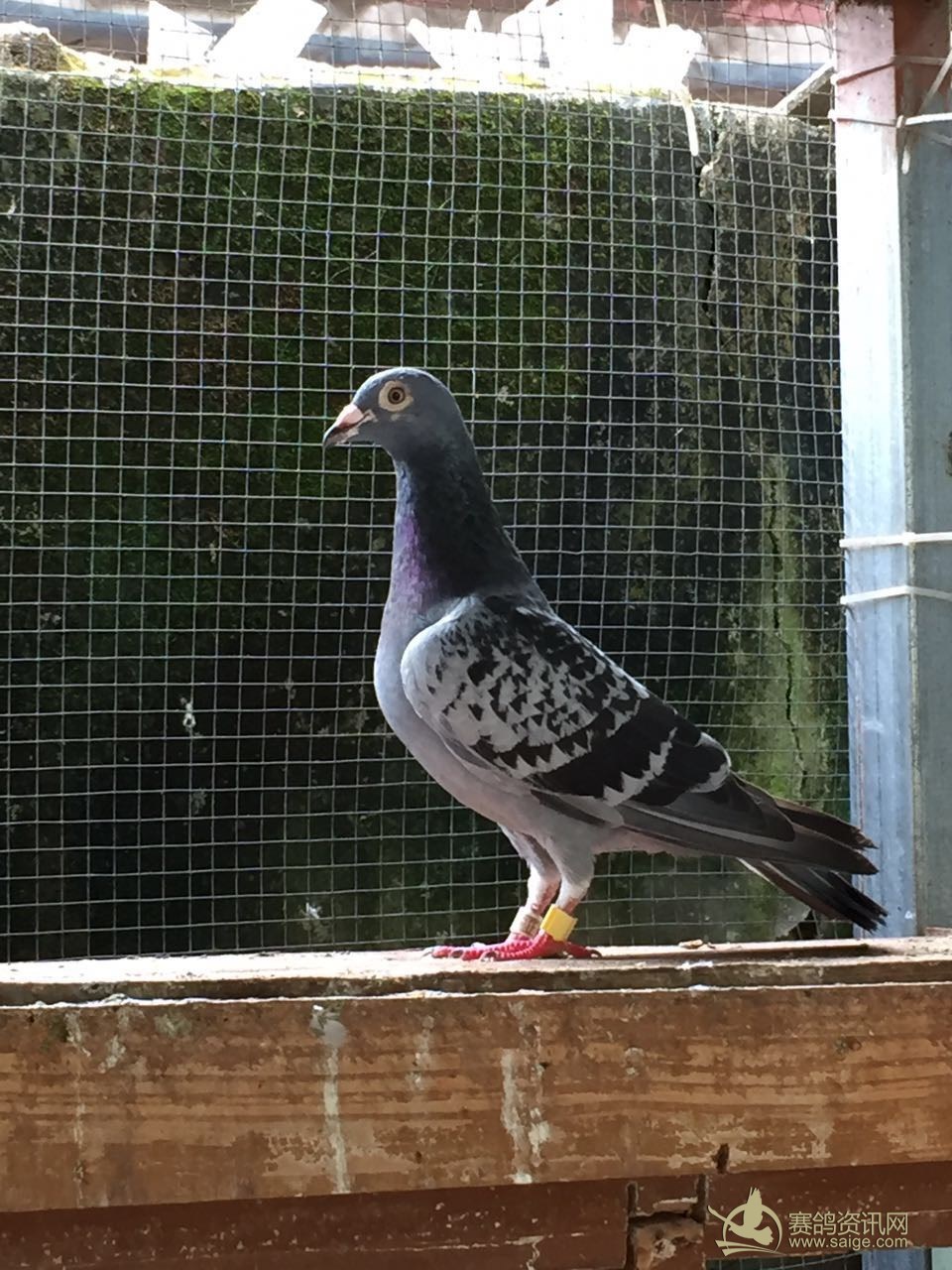 河南开封五洲赛鸽公棚 喜欢的 加微信 和电话 z