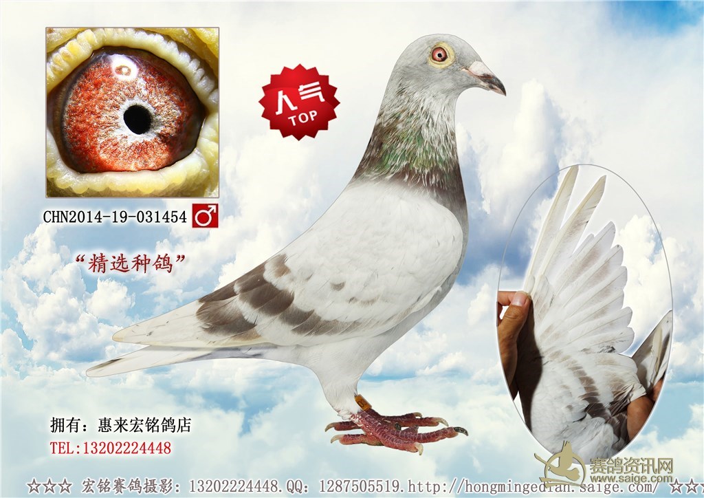 已售【绝对经典】精选大体型红杠种鸽,各方面较为出色