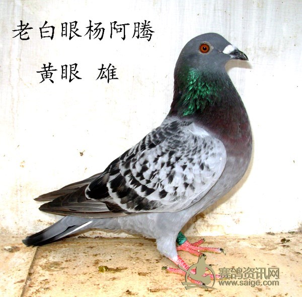 老白眼杨阿腾黄眼雄