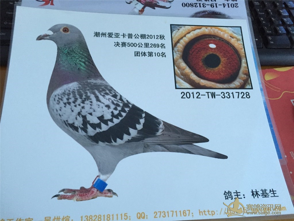 振翔鸽舍林基生潮州卡普公棚成绩鸽看上速速联系友谊鸽店已售谢谢关注
