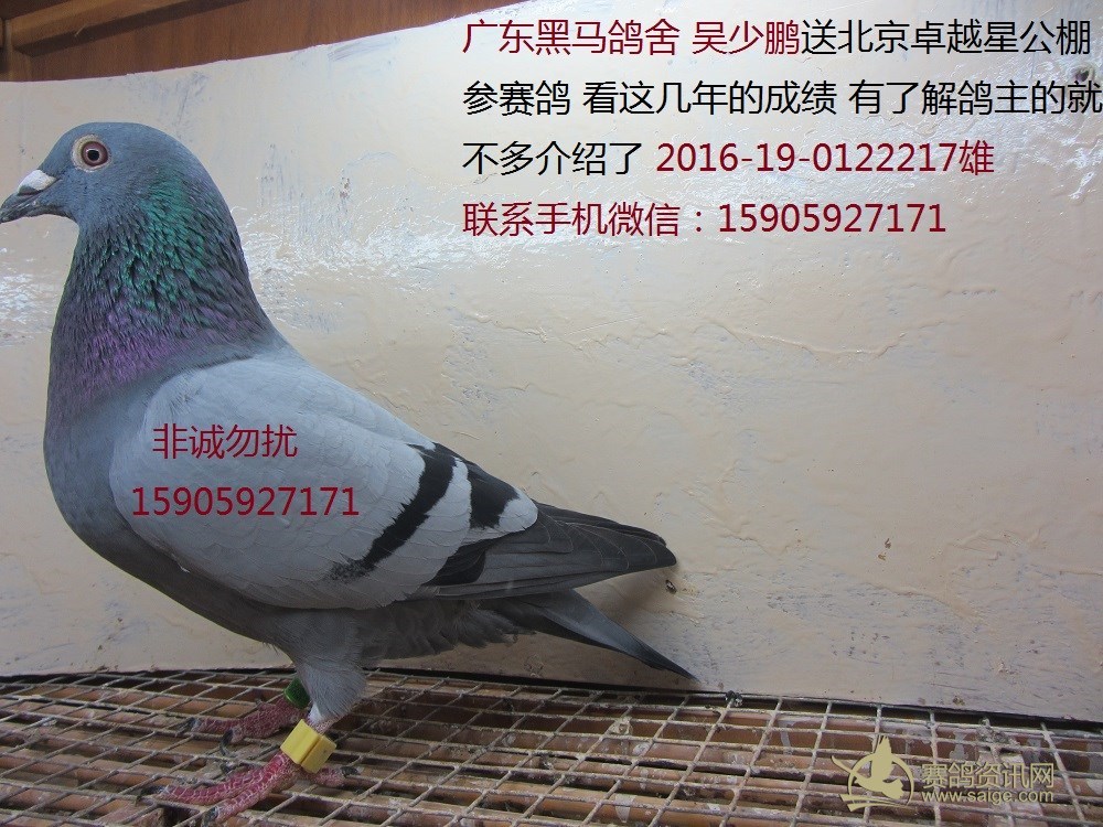 广东黑马鸽舍吴少鹏送卓越星
