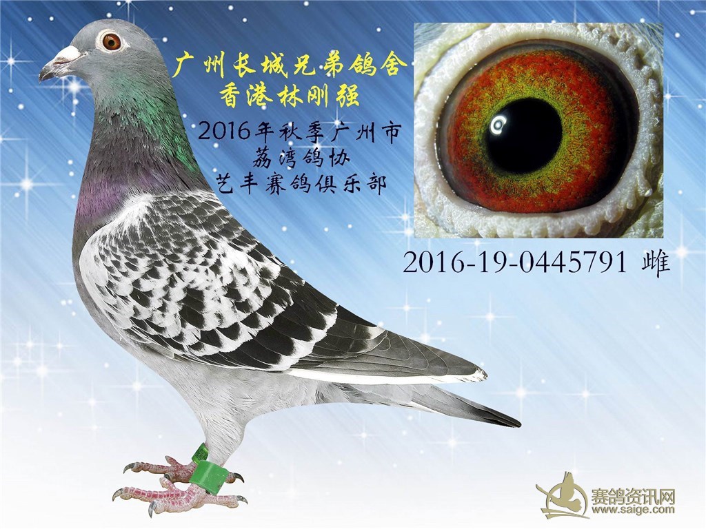 长城兄弟鸽舍 香港林刚强 2016年秋季广州市荔湾鸽协艺丰赛鸽俱乐部
