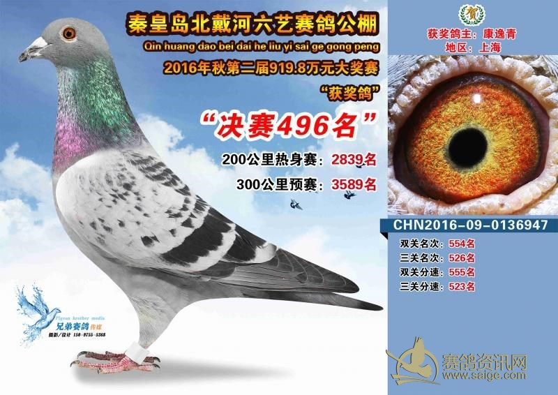 本鸽获得2016年 河北省秦皇岛北戴河六艺公棚第二届秋季4393羽503公里 决赛496名,获奖 本鸽获得2016年 河北省秦皇岛北戴河六艺公棚第二届秋季4393羽503公里 决赛496名,获奖