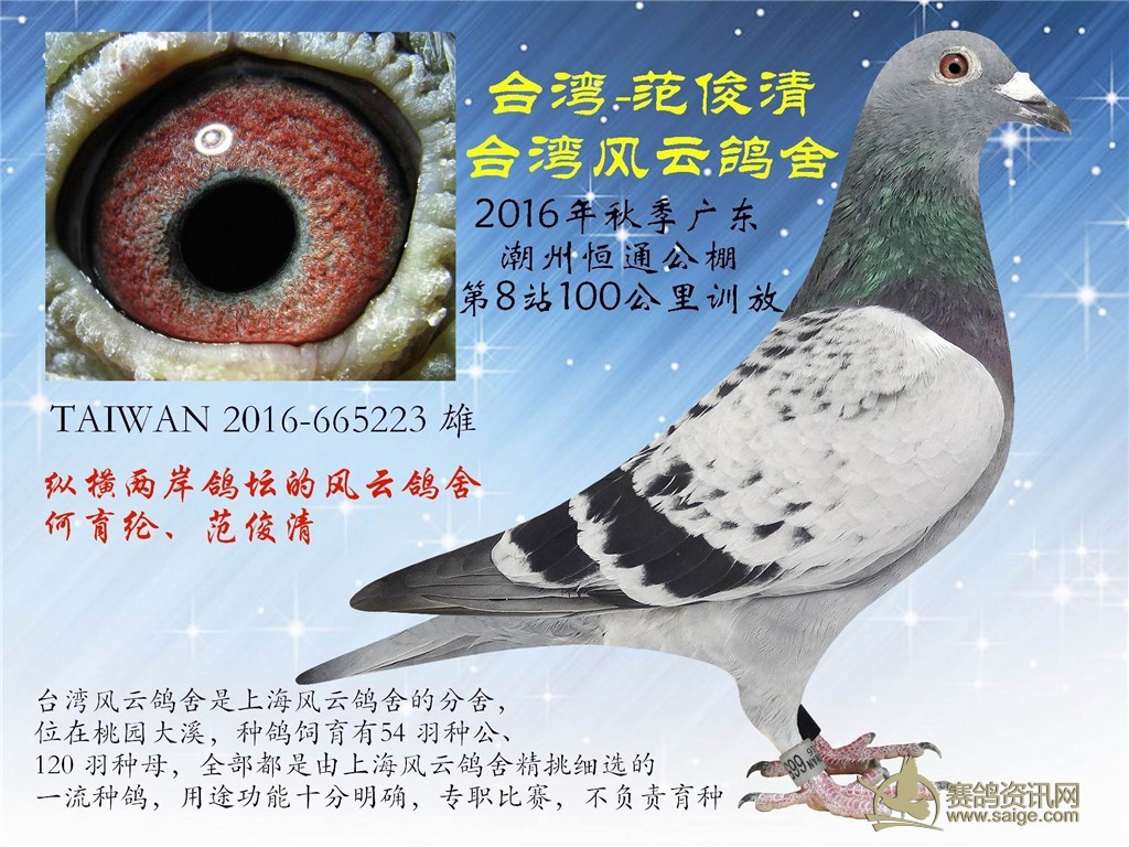 纵横两岸鸽坛的风云鸽舍台湾风云鸽舍范俊清2016年秋季广东潮州恒通