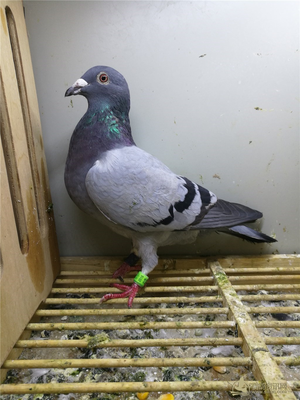 2016年秋季北海新和顺,特留精品四关台鸽,母,砂