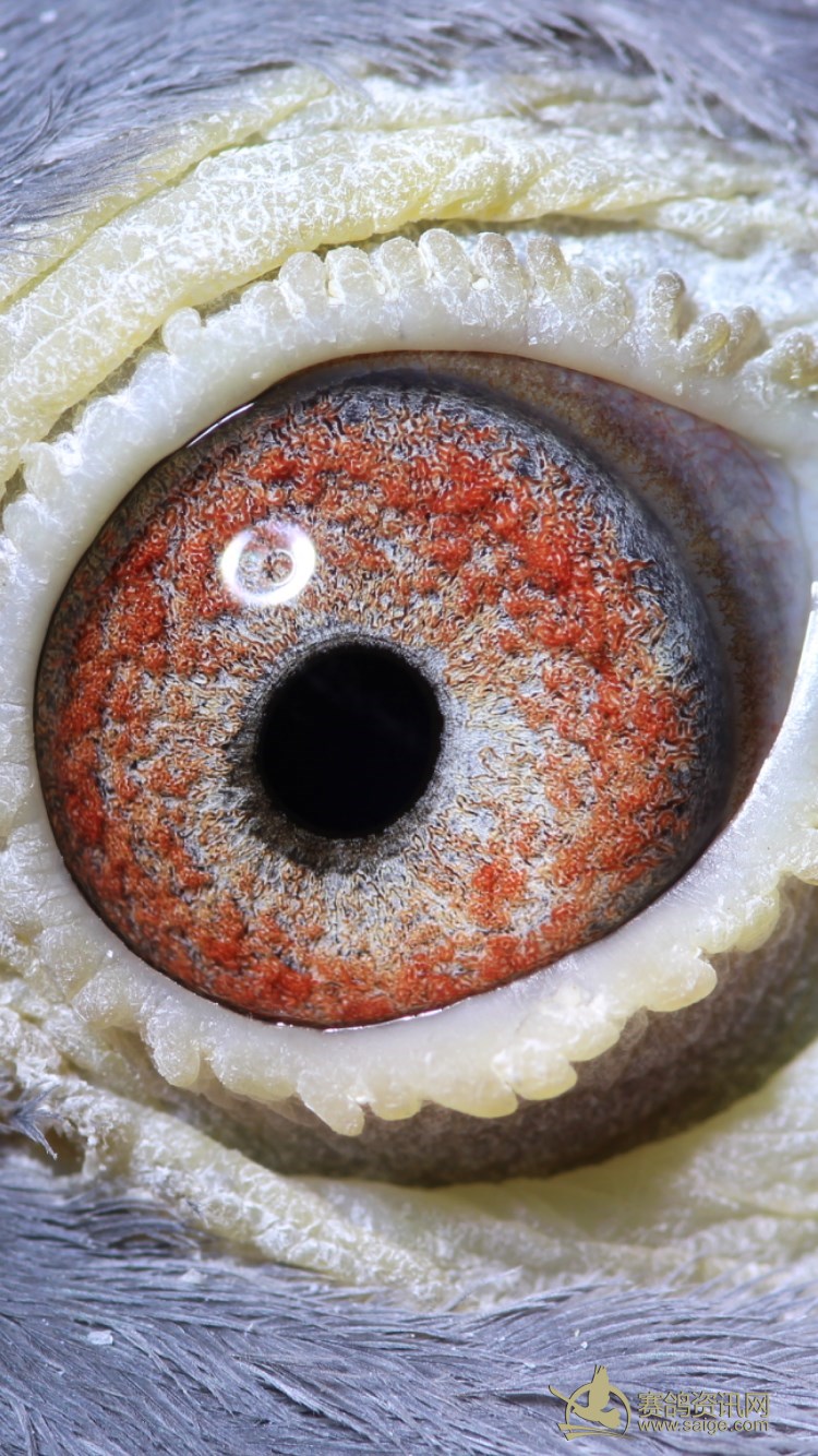 2016年秋季北海新和顺,特留精品四关台鸽,母,砂