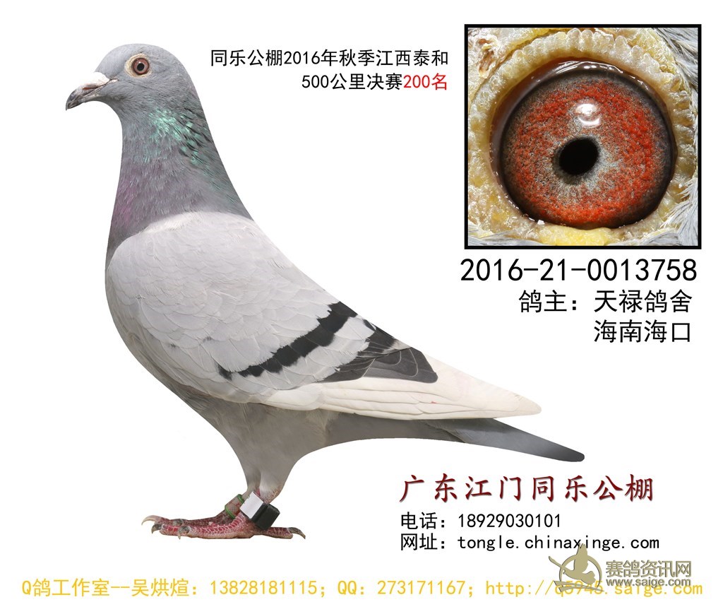2016年同乐公棚决赛获奖鸽图片(第151至200名)