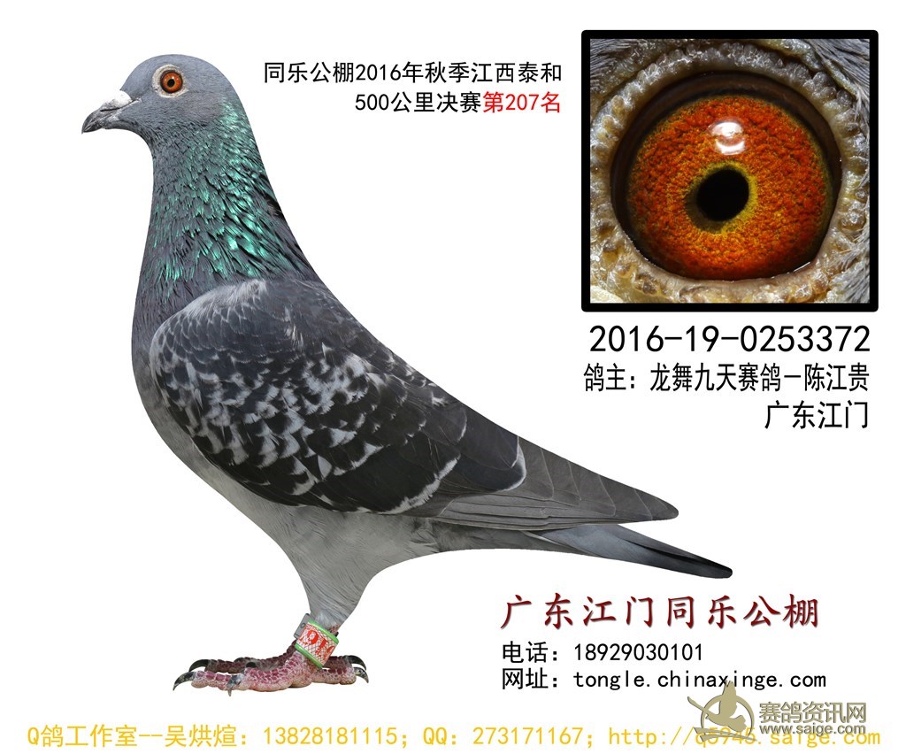 2016年同乐公棚决赛获奖鸽图片(第201至250名)