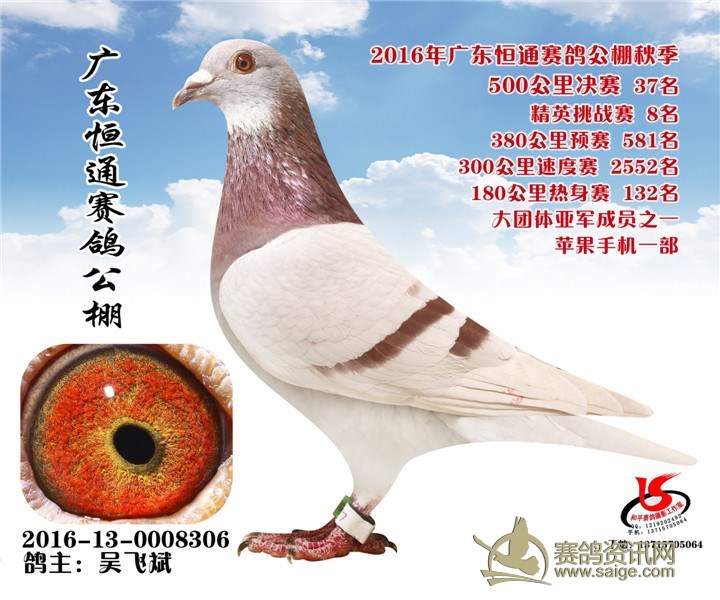 2016广东恒通赛鸽公棚拍卖鸽图片(21-50)