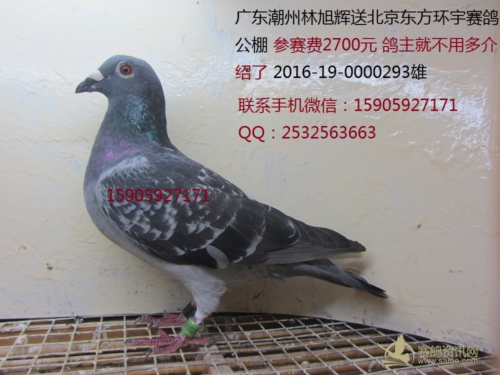 广东潮州名家林旭辉送东方环宇公棚