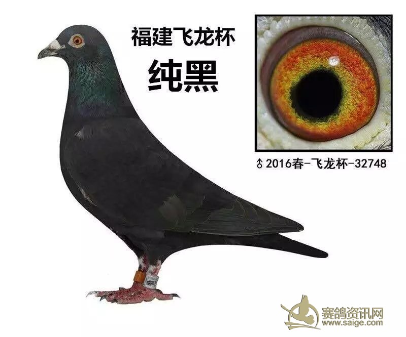 16年纯黑飞龙杯一个_赛鸽资讯网商城
