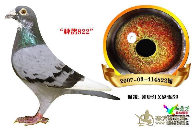 河南超级大名家金纺鸽业原棚种鸽鲍斯汀x恐怖59系附带血统书
