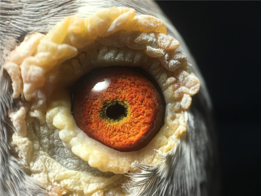 翁 金牌超级种鸽 ! 山区赛事恶劣天气常胜将军