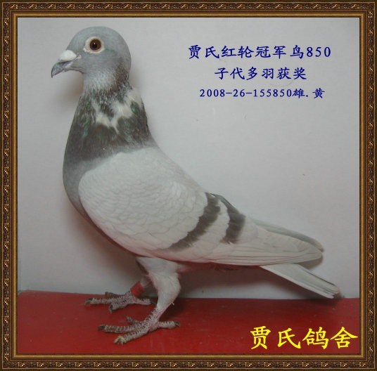 新年优惠价红轮冠军系种鸽雄850号敬请关注